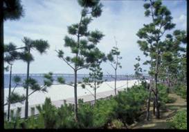 散歩道に生えている木々の隙間から奥のマーブルビーチを写した風景写真