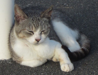 横たわる猫の写真