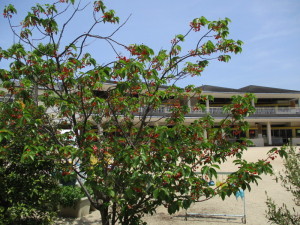 サクランボの木とその奥に見える園舎の写真