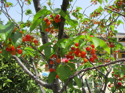 木の枝になっている赤いさくらんぼの実の写真