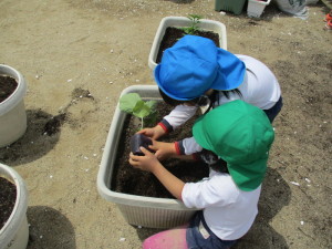 土の入ったプランターに野菜の苗を植えている2人の園児の写真