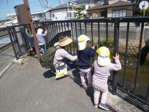 柵の隙間から川にいるカメをのぞき込んでいる園児たちの写真