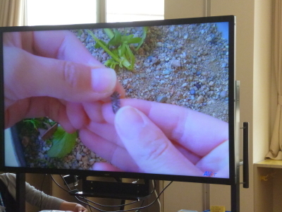 ダンゴムシを持った先生の手元が映し出されたモニター画面の写真