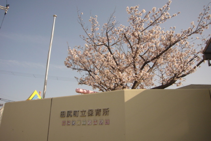 田尻町立保育所と書かれた壁の向こうに満開の桜の木が見えている写真