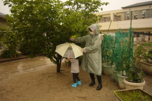 木の下に傘をさして立っている園児と木の枝を揺らしている先生の写真