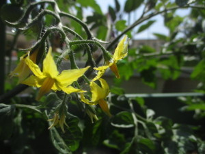 黄色い花を咲かせた植物の写真