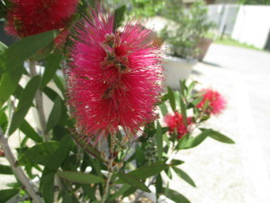 濃いピンク色でブラシのような形状の花の写真