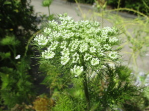 小さな白い花が密集している植物の写真