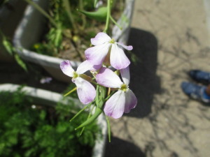 小さな薄紫色の花の写真