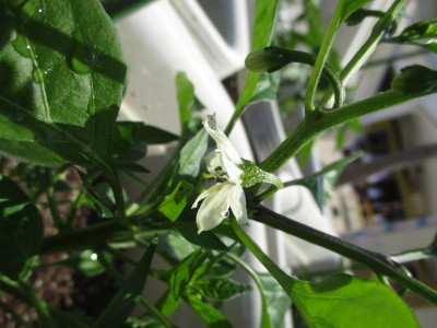 白い花を咲かせた植物の写真