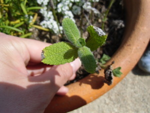 プランターに生えている緑色の新芽をつかんでいる手元を写した写真