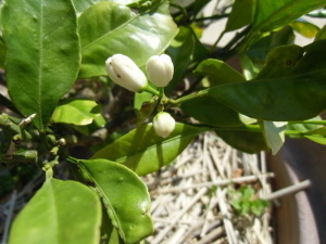 白いつぼみがついた植物の写真