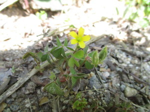 地面に咲いている黄色い花の写真