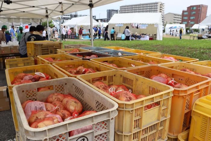 黄たまねぎ祭りで販売されたたまねぎがケースに入っている写真